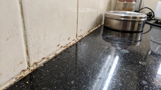 Ant trail along the joint between kitchen wall tiles and the granite counter
